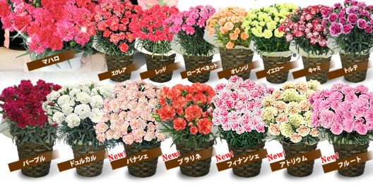 母の日ギフトにおすすめ 15種類から選べるカーネーションが00円台で 14年母の日 人気の花ギフトを大特集